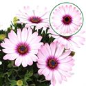 Bild von Osteospermum P12 Quinty